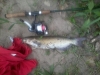 Wes creek Fishing
