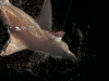 Galopagos Shark