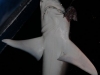 Galopagos Shark