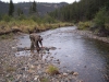 Panning for Gold