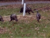 Pennsylvania Turkeys