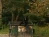 Black Bear in my Trash!