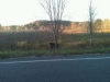 Black Bear in the Ditch