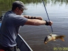 Des Moines River Carp