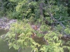 Brushy Creek Squirrel