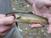 NY Brook