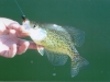 Spring Crappie