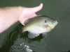 Robyn\'s Big Fish Award