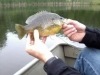 Ryne cross sunfish