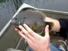 Ryne green sunfish