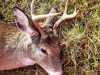 2017 Terry & Bert\'s Buck