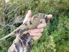 2020 dove