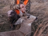 Montana Mulie