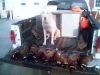 Pheasants