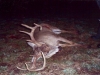 Big 9 point