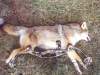 Coyote Bow