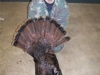 Evan Turkey 08