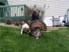 Mark Turkey 08