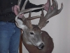 The Meimann Buck