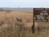 Hickory Buck