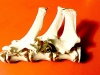 Arrow & Spine