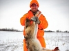 Coyote