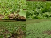 2017 Food Plots