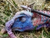 Rage Broadhead
