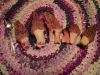 Morrell Mushrooms