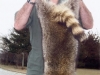 Mega Coon