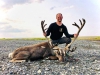 Ryne's Alaska Caribou