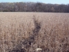 Trail