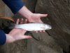 Trout