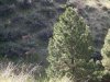 Mulies