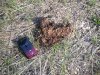 Bear Scat
