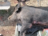 2011 Jason Pig 3