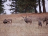 Bucks, 11-15-08