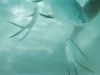 Underwater