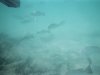 Underwater