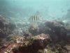 Underwater
