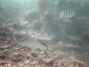 Underwater