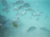 Underwater