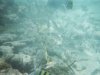 Underwater