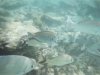Underwater