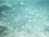 Underwater