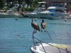 Pelicans