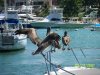 Pelicans