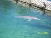 Dolphins