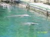 Dolphins