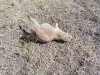 prairie dog